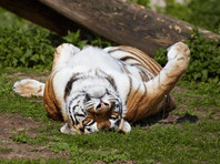 Амурский тигр занесен в Международную Красную книгу
