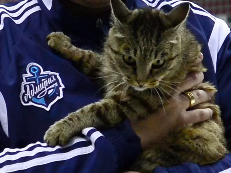 Во Владивостоке скончалась кошка Матроска, которая прославилась на всю страну, съев морепродукты на 60 тыс. рублей в аэропорту города в конце 2015 года