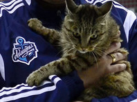 Владивостокские хоккеисты сообщили о кончине своего талисмана - героини Рунета кошки Матроски