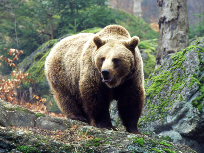 На Сахалине охотоведы застрелили медведя, навещавшего детсадовцев