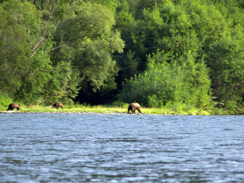На Камчатке туристам во время сплава по реке Быстрая в Усть-Большерецком района довелось повстречать и заснять медведицу с двумя медвежатами, один из которых больше похож на своих полярных сородичей