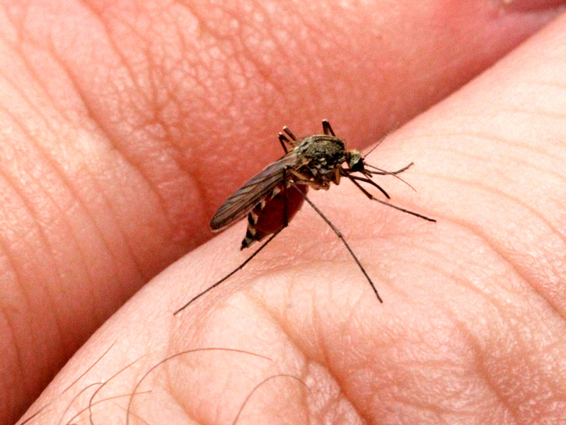 На фоне угрозы вируса Зика в Пермском крае провели фестиваль, прославляющий комара