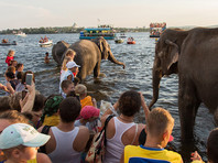 Администрация города решила провести ряд благотворительных акций, одной из которых стало купание слонов