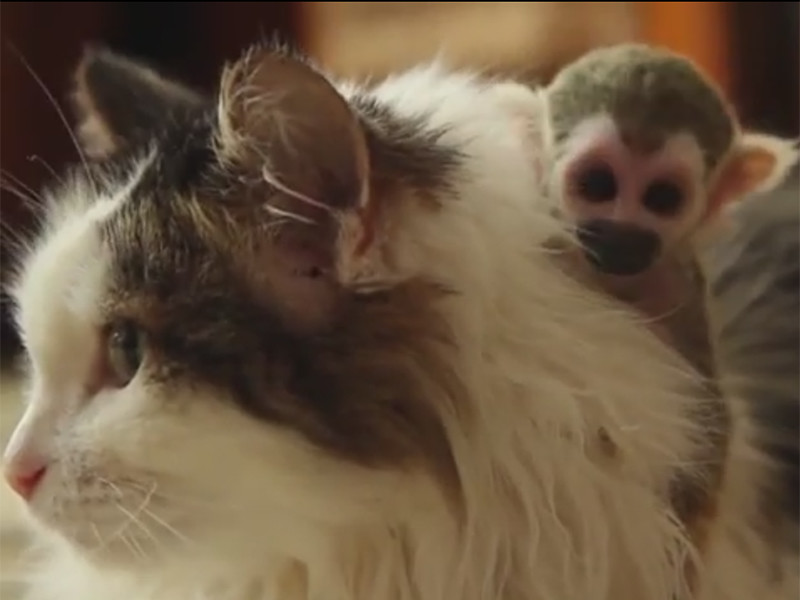 В Тюмени кошка усыновила новорожденного детеныша обезьянки, брошенного матерью