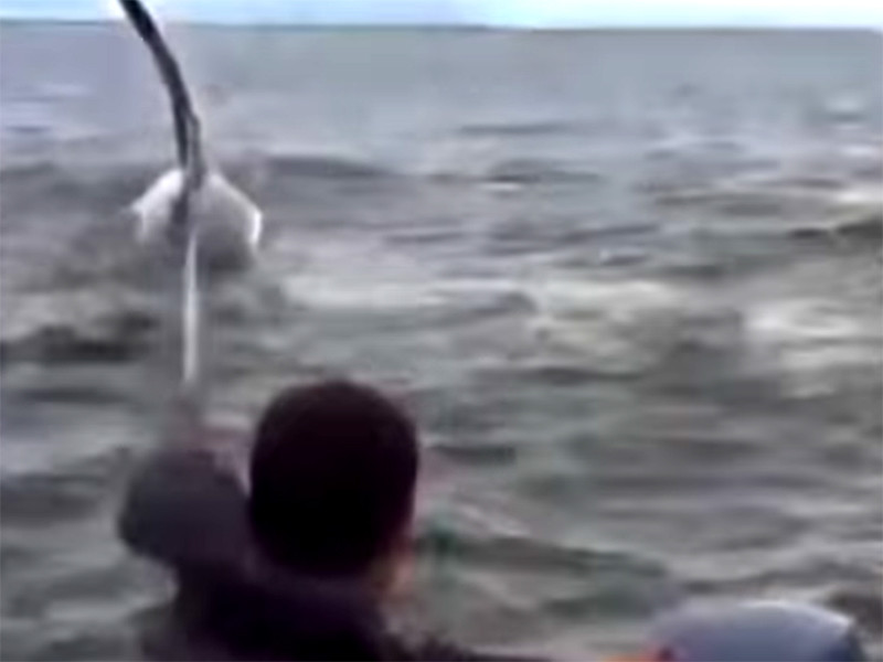 Сахалинские рыбаки спасли косатку, застрявшую на мелководье