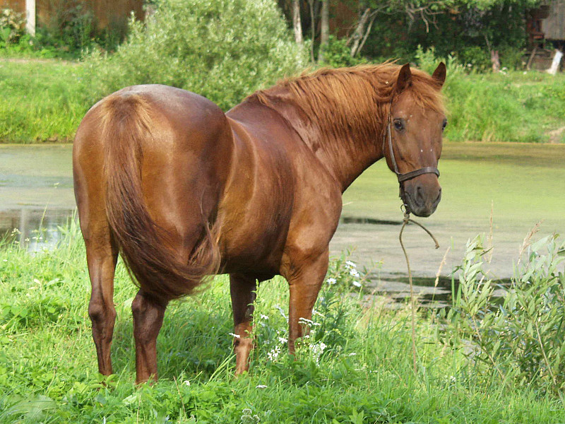 В Приморье лошадь откусила четырехлетнему малышу нижнюю губу