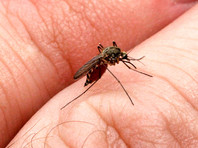 На фоне угрозы вируса Зика в Пермском крае провели фестиваль, прославляющий комара