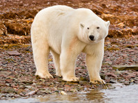 Белые медведи парализовали работу арктической метеостанции в Карском море