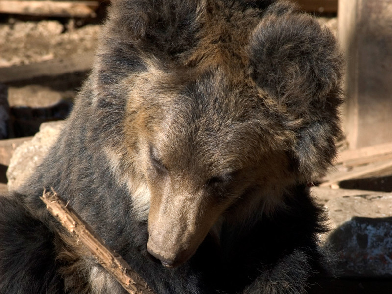 Гималайский медведь, Тибет, апрель 2009 года