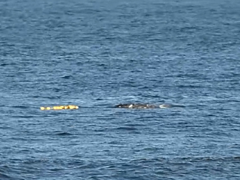 Краснокнижный серый кит запутался в сетях у берегов Сахалина