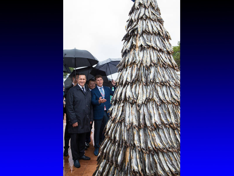 Во Владивостоке к ВЭФ соорудили гигантскую елку из рыбы