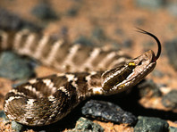 В Еврейской АО змеи спасаются от паводка в Биробиджане, за неделю - четыре нападения