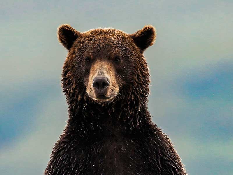 На курильском острове Итуруп сотрудники полиции "нейтрализовали" разъяренного медведя, сообщается на сайте управления МВД по Сахалинской области