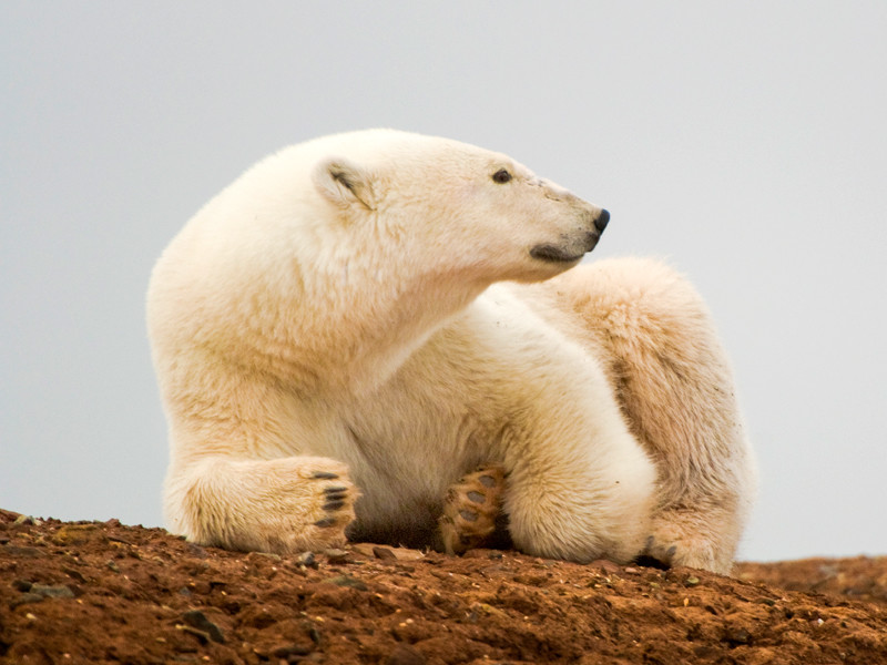 За досрочным голосованием метеорологов на северном острове "наблюдали" 15 белых медведей