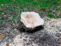 В городском парке Омска срубили деревья под Аллею ветеранов УФСИН