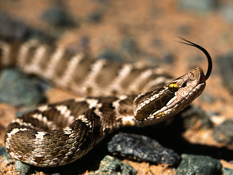 NEWSru.com :: В Еврейской АО змеи спасаются от паводка в Биробиджане, за  неделю - четыре нападения