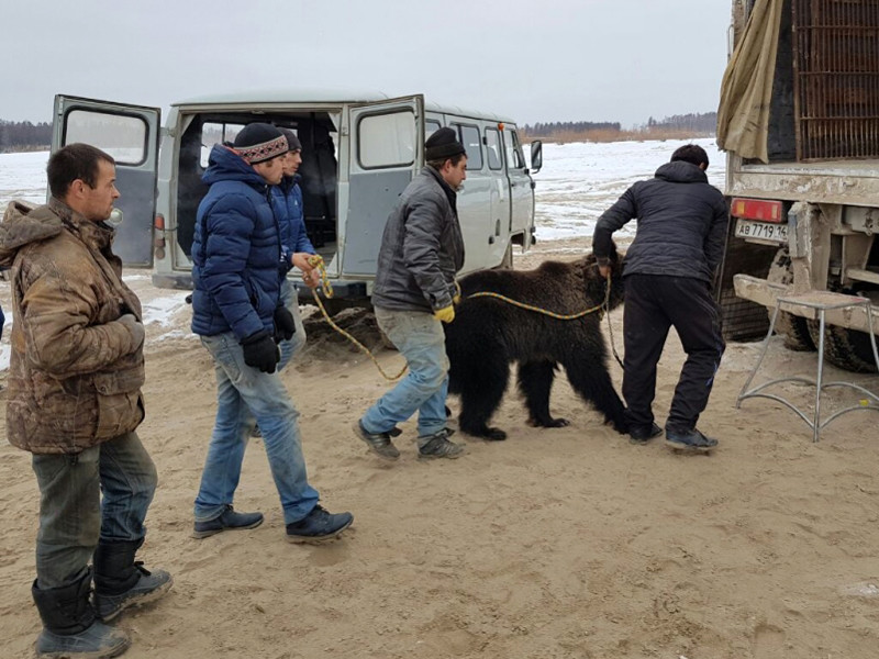 Ехали медведи на аэроглиссере: якутские спасатели пришли на помощь московскому цирку шапито