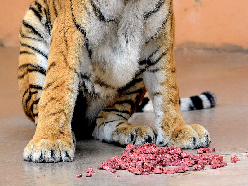 Наглая кошка ворует мясо у хищников в зоопарке Владикавказа