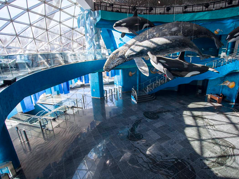 Приморский океанариум, где продолжается расследование гибели двух дельфинов, временно приостановил продажу билетов для посетителей