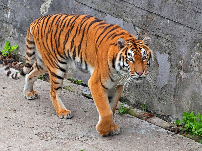 Специалисты сказали, что хищник - молодой самец амурского тигра в возрасте около двух лет. Ориентировочный вес животного 120 кг