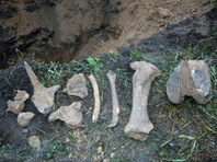 В Омске коммунальщики при перекладке водопровода обнаружили кости мамонта