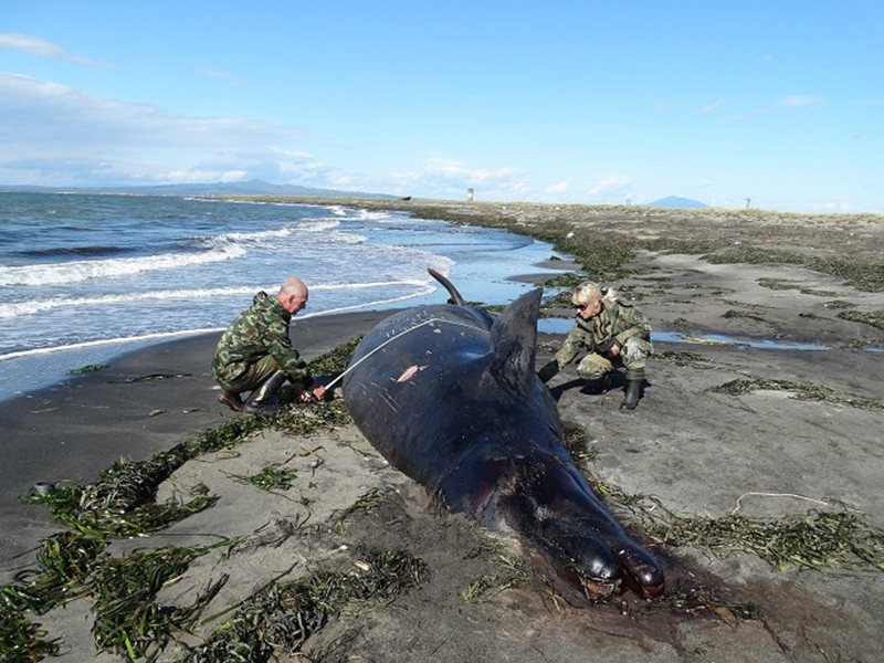 Погибшего кита обнаружили на побережье южнокурильского острова Кунашир