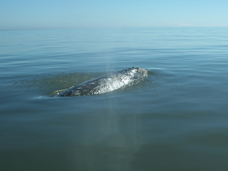 Экологи бьют тревогу из-за краснокнижного кита, застрявшего в сахалинской бухте
