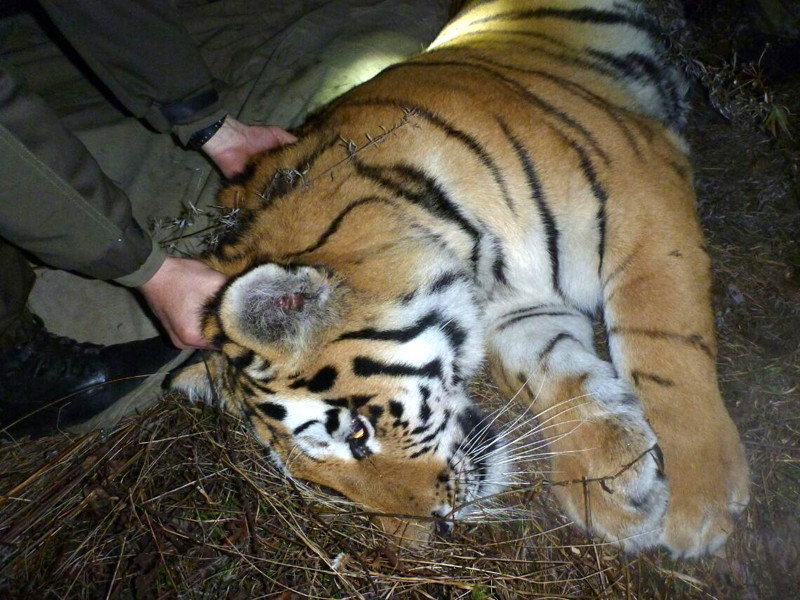 Во Владивостоке отловили второго за неделю тигра, который приблизился к людям