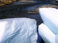 На берегу реки на Ямале появилось скопление огромных "снежков" (ФОТО)