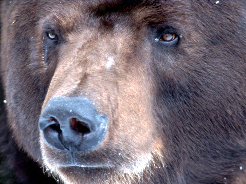 В Дальнегорске к частным домам стал приходить медведь, руша курятники и нападая на собак