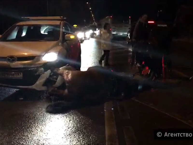 В Москве водитель сбил сотрудницу полиции на лошади