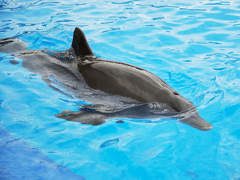 Сахалинские ученые признали дельфина в трупе волосатого чудовища с клювом