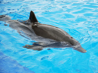 Сахалинские ученые признали дельфина в трупе волосатого чудовища с клювом (ФОТО)