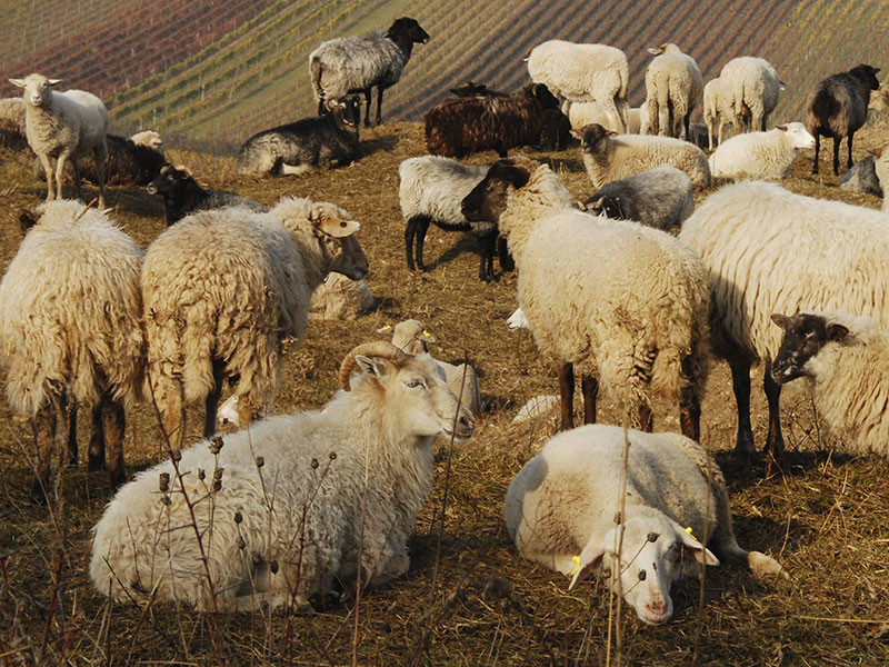 В Адыгее разворачивается нешуточный скандал вокруг благотворительной помощи в виде стада овец, направленной в регион главой Чечни Рамзаном Кадыровым