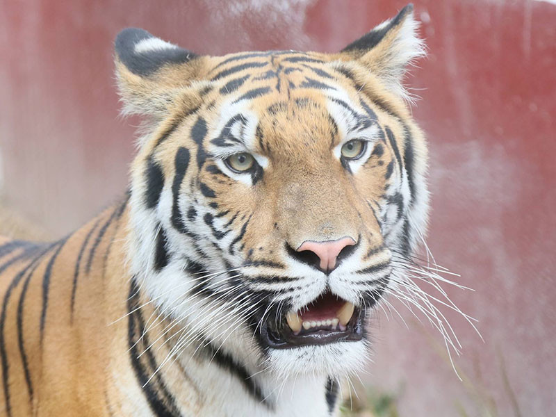 В зоопарке Санкт-Петербурга из клетки вырвалась тигрица. Произошло этого незадолго до открытия парка для посетителей, так что опасности для них не было