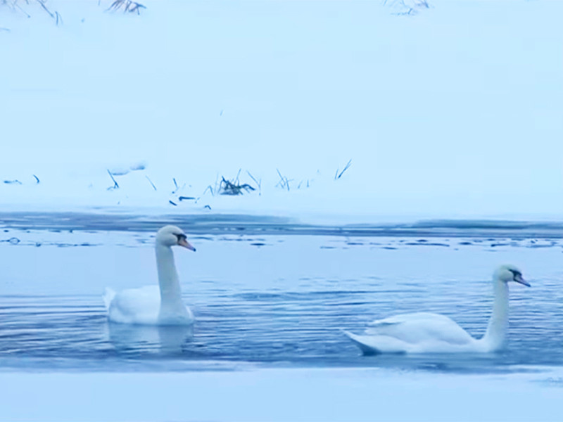 В Подмосковье готовятся спасать из полыньи двух белых лебедей