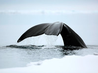 Прокуратура Хабаровского края проверяет случай наезда катера с туристами на кита