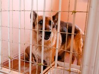20 января в сюжете одного из федеральных каналов был продемонстрирован репортаж с рассказом об одной из нижегородских коммерческих организаций, специализирующейся на отлове бездомных собак, чья деятельность обеспечивалась средствами из городского бюджета