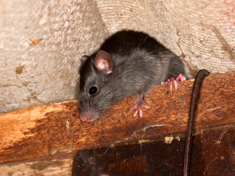 Владивостокский Роспотребнадзор разобрался в истории с крысой на хлебе в магазине