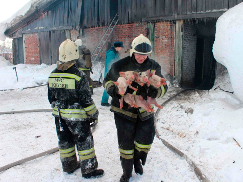 Томские пожарные вынесли 150 поросят из горящего свинарника