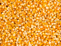 Семь тонн кукурузы вывалилось на трассу в Уссурийске, спровоцировав ДТП (ВИДЕО)