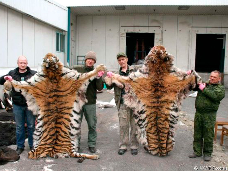 2012 год, тигриные трофеи приморского браконьера