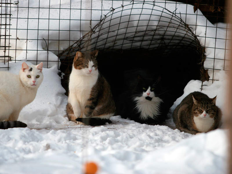 Замурованных в московском подвале кошек кормят с помощью пинцетов
