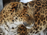 МВД Башкирии разобралось с нападением "леопарда" на женщину - это была собака
