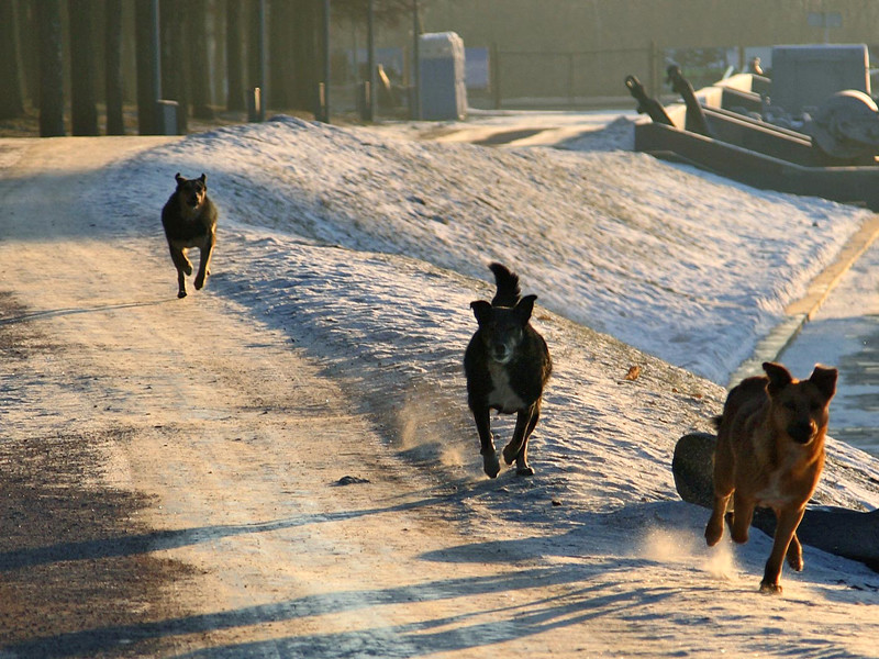 В центре Москвы собаки насмерть загрызли пенсионерку