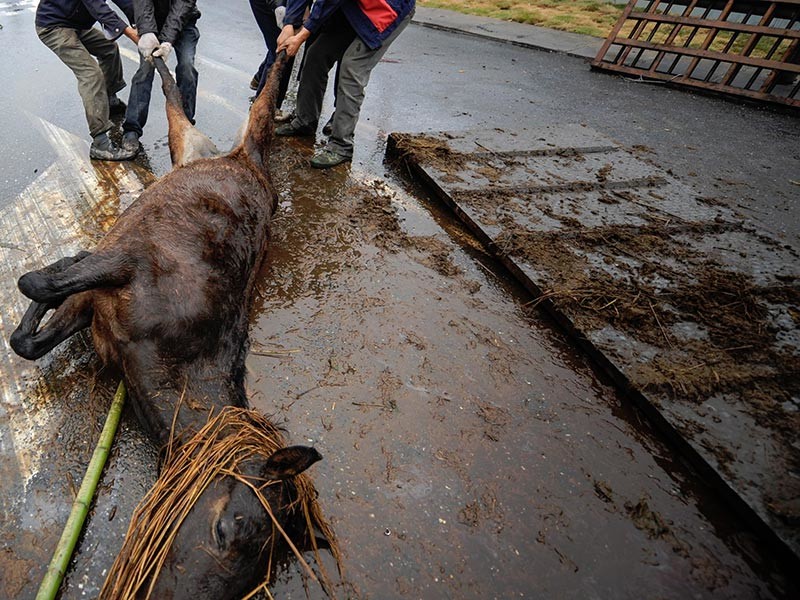 В Омской области из реки Оши достали туши 19 лошадей, которые еще осенью провалились под тонкий лед и утонули. Операция по очистке реки от останков погибших лошадей заняла двое суток
