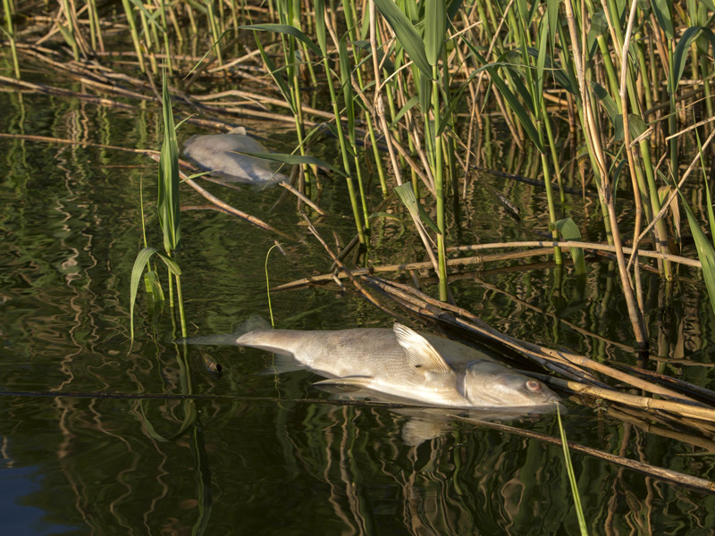 В озерах под Волгоградом массово гибнет рыба: подозревают химикаты