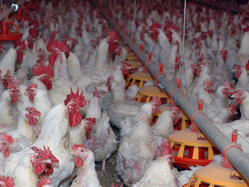 Роспотребнадзор подтвердил вспышку птичьего гриппа на птицефабрике в Подмосковье