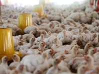 Россельхознадзор подтвердил птичий грипп в трех птицеводческих хозяйствах Подмосковья