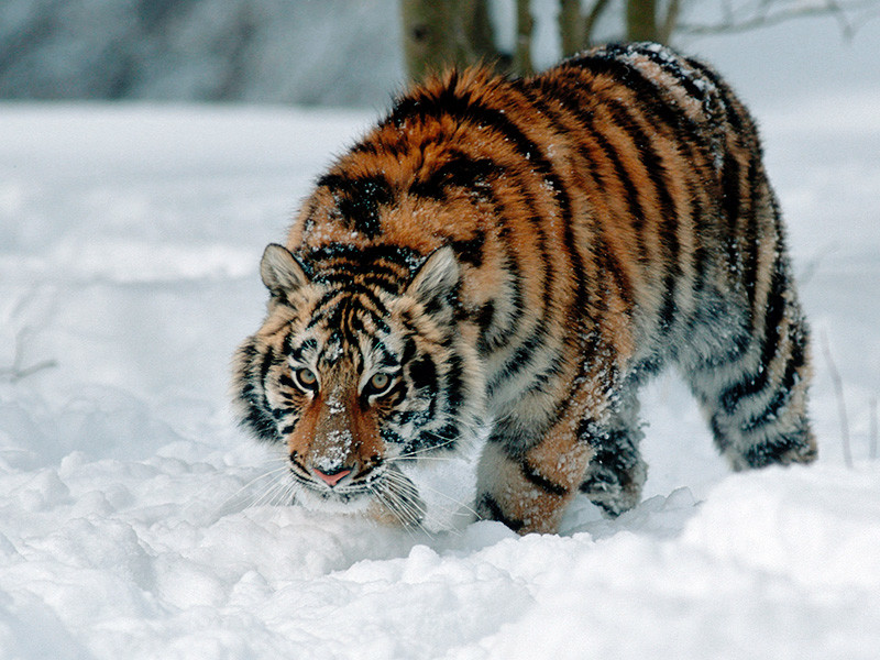 В Хабаровском крае жители стали чаще замечать тигров. Следы нескольких больших кошек видели прямо во дворах у домов